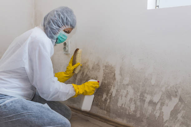 Best Residential Mold Removal  in Locust Fork, AL