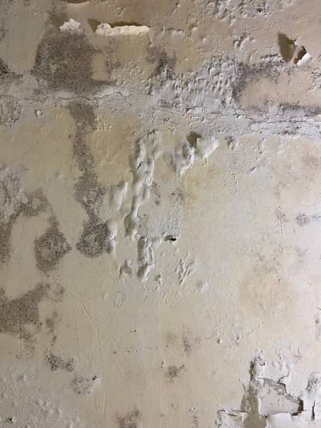 Reliable Locust Fork, AL Mold Removal Solutions