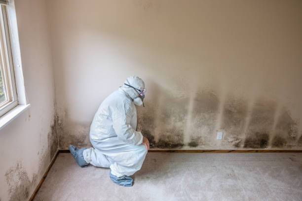 Mold Testing and Removal in Locust Fork, AL