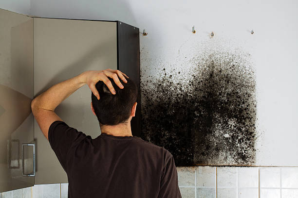 Best Crawl Space Mold Removal  in Locust Fork, AL