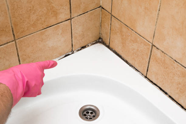 Best Attic Mold Removal  in Locust Fork, AL
