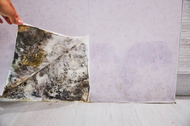 Best Toxic Mold Removal  in Locust Fork, AL